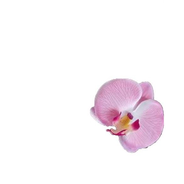 Pince Pic-chignon Epingle Cheveux Mariage Fleurs Orchidée