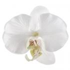 4 Orchidées  blanche en tissu