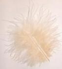 Plumes (Ivoire) Décoration Mariage 
