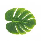 3 grandes feuilles tropicales vertes 29 x 35 cm Déco mariage