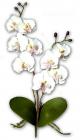 Orchidée blanche sur tige décoration mariage