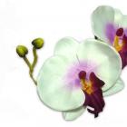 Orchidées Sur Tige Décoration de Mariage