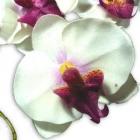 Orchidées pour votre deco de table mariage