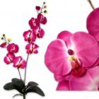 Orchidées rose fushia  Decoration de mariage