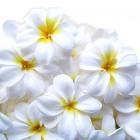 Fleur de frangipanier blanc Décoration / Mariage ( lot de 10 ) 
