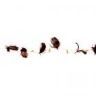Gurilande de plumes chocolat et perles ambres