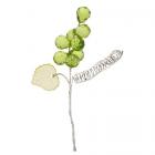 6 grappes de raisin vert anis sur tige 