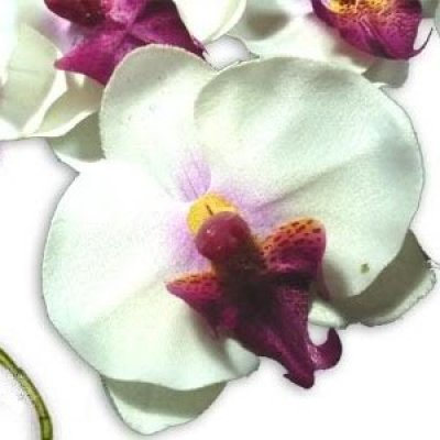 Décoration de Table Mariage  - Orchidées pour votre deco de table mariage : illustration