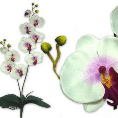 ARCHIVES  - Orchidée mariage - Decoration de mariage theme orchidée : illustration