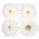 4 marguerites ivoire artificielles en tissu - fleurs ... : illustration