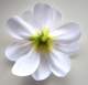 Fleur de frangipanier blanc Décoration / Mariage ( ... : illustration