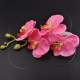 Orchidées rose fushia  Decoration de mariage : illustration