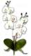 Orchidée blanche sur tige décoration mariage : illustration