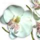 Orchidée blanche sur tige décoration mariage : illustration