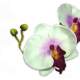 Orchidées Sur Tige Décoration de Mariage : illustration