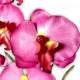 Orchidée fleur deco pour table de mariage. : illustration