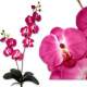 Orchides rose fushia  Decoration de mariage : illustration