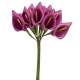 Fleur Mariage - 12 petites Arum sur tige - prune : illustration