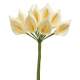 Fleur Mariage - 12 petites Arum sur tige - ivoire : illustration