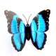Papillon Bleu Décoration Mariage (lot de 12) : illustration