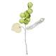 6 grappes de raisin vert anis sur tige  : illustration